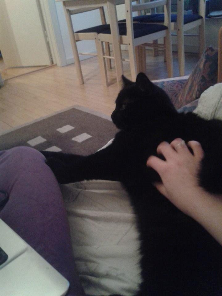 Huskat Basse billede 2