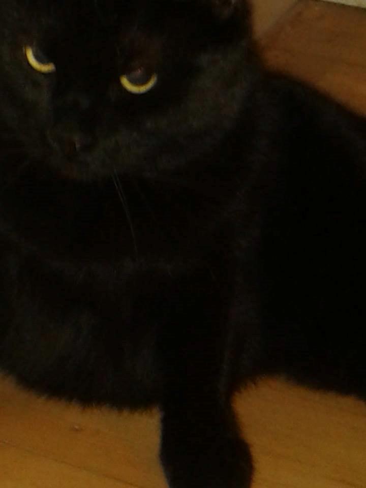 Huskat Basse billede 4