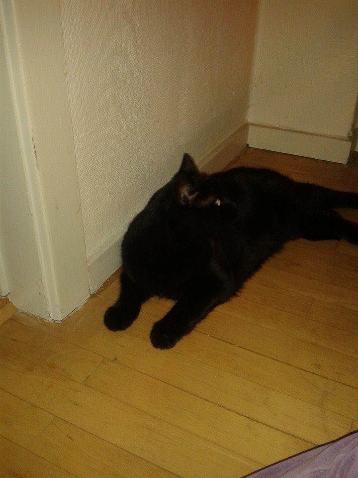 Huskat Basse billede 5