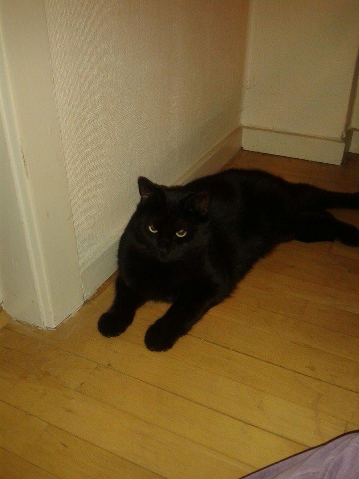 Huskat Basse billede 7