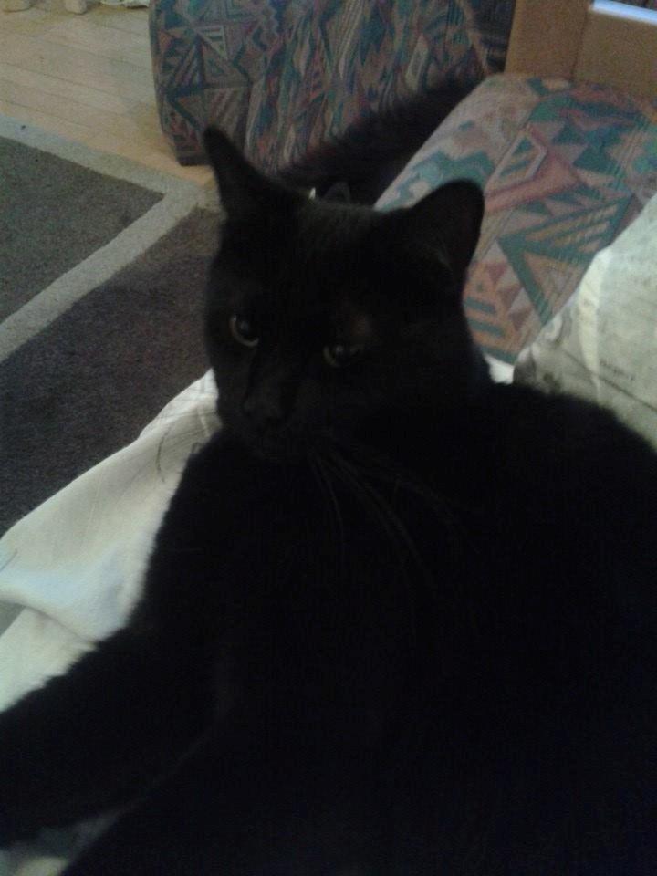 Huskat Basse billede 8