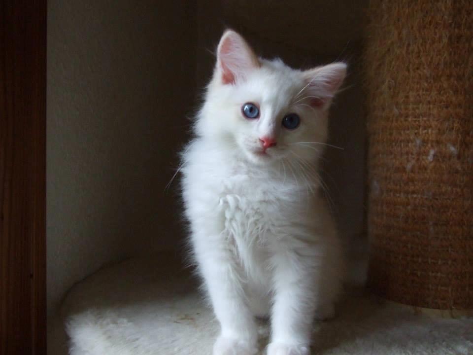 Ragdoll Chubby (DK Vandoll Royal Ricco) - 10 ½ uge billede 14