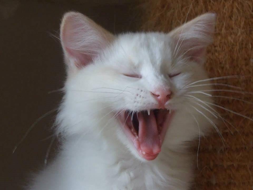 Ragdoll Chubby (DK Vandoll Royal Ricco) - 10 ½ uge - gaaab en træt lille fyr! billede 13