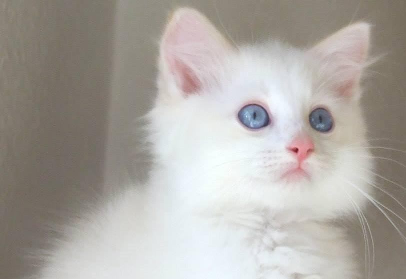 Ragdoll Chubby (DK Vandoll Royal Ricco) - 10 ½ uge billede 15