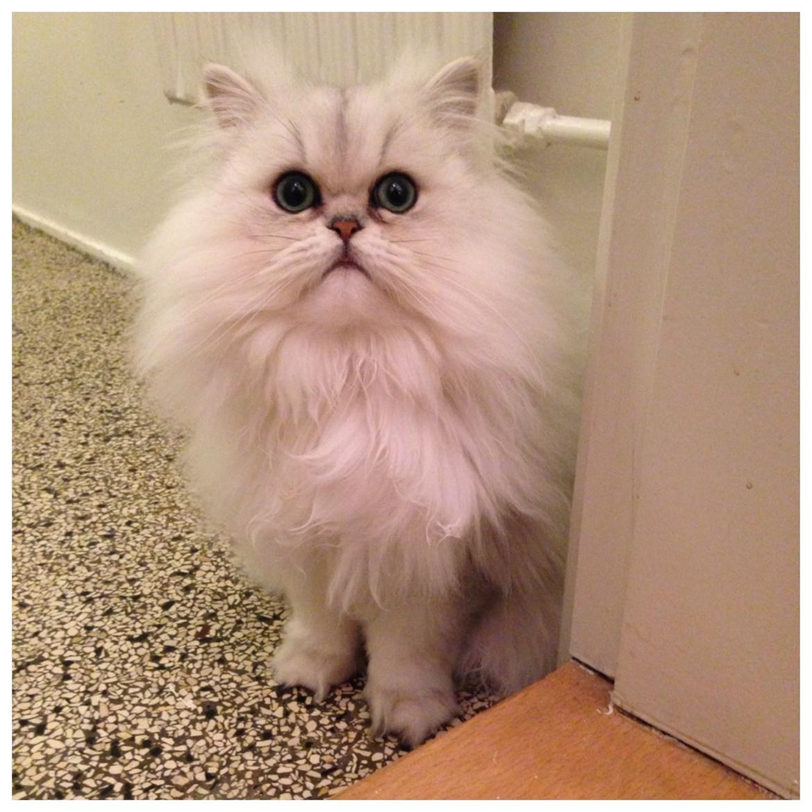 Perser Baron Bright Bently Beauperfield DK billede 1