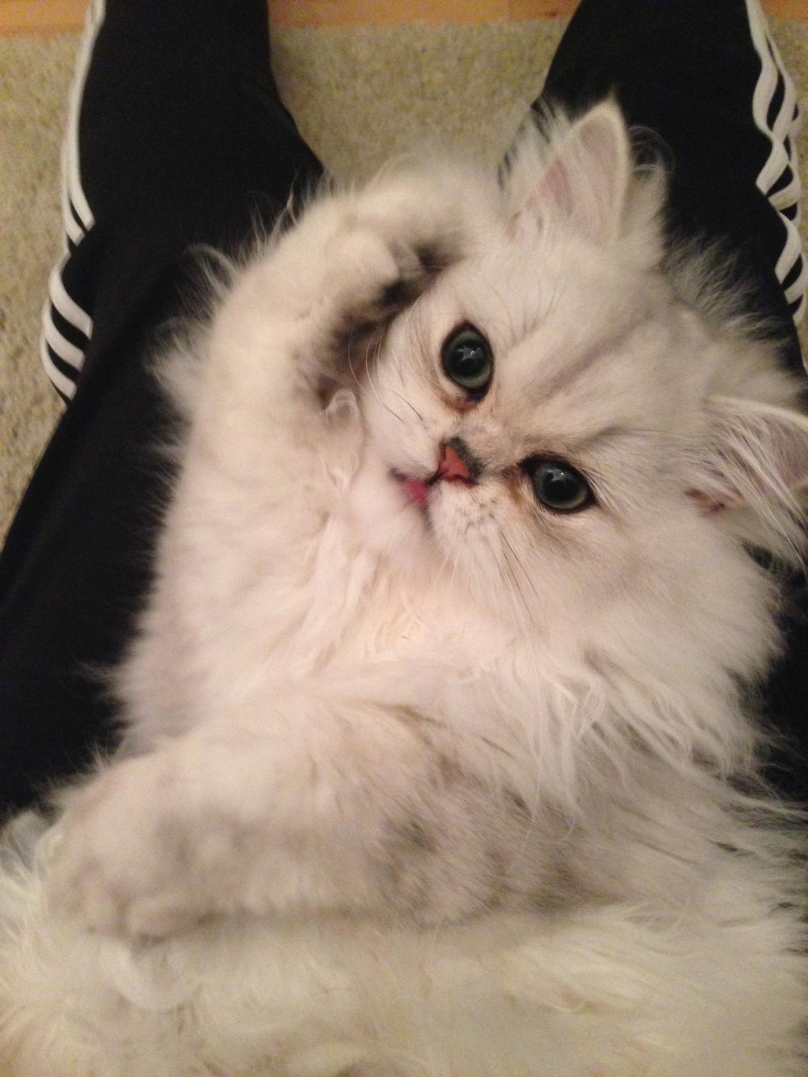 Perser Baron Bright Bently Beauperfield DK billede 21