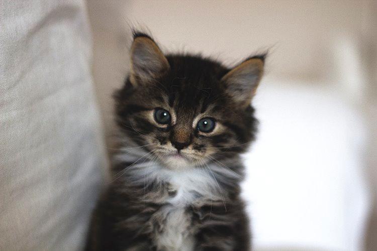 Blanding af racer Albert billede 1