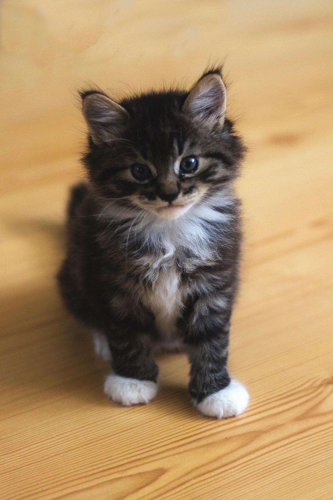 Blanding af racer Albert billede 3