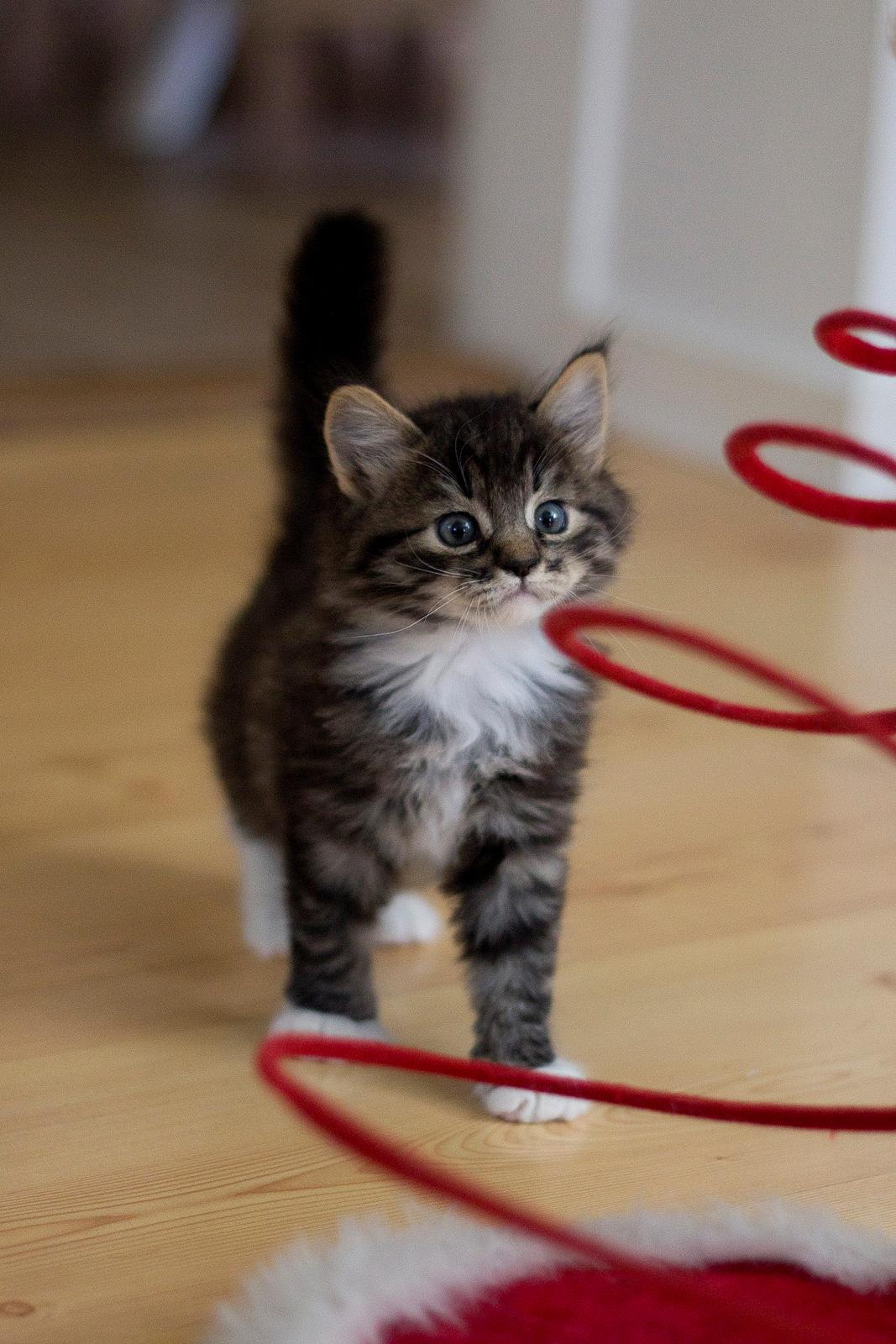 Blanding af racer Albert billede 2