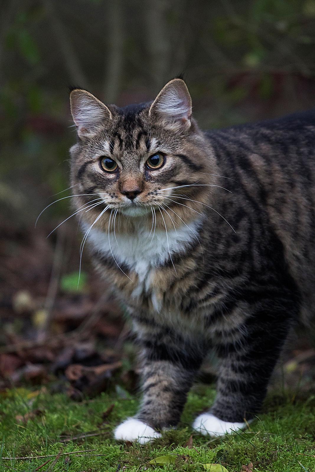 Blanding af racer Albert billede 4