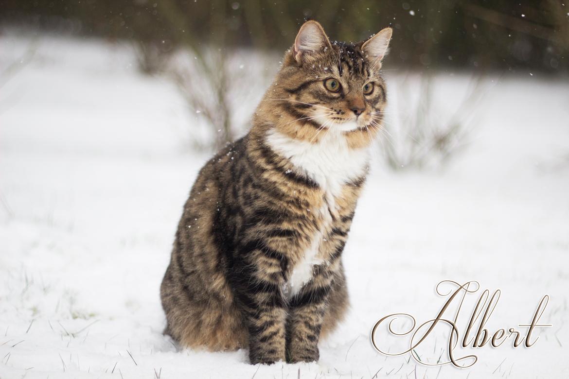 Blanding af racer Albert billede 7