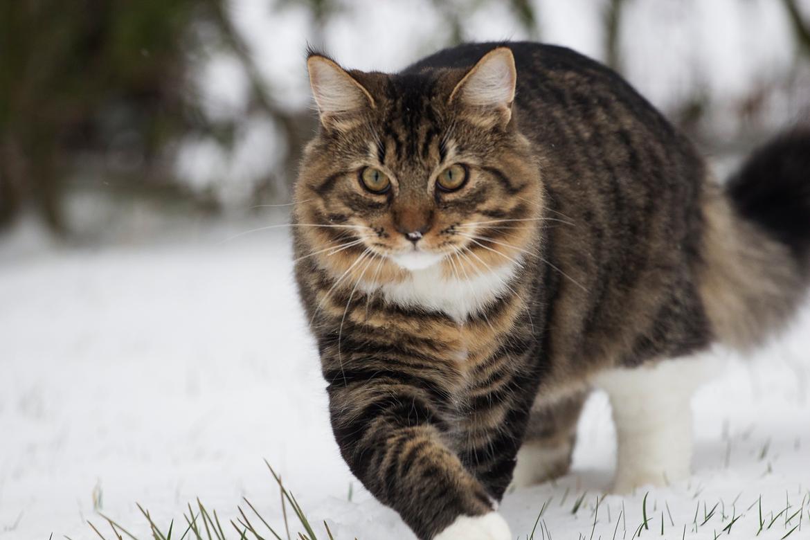 Blanding af racer Albert billede 6