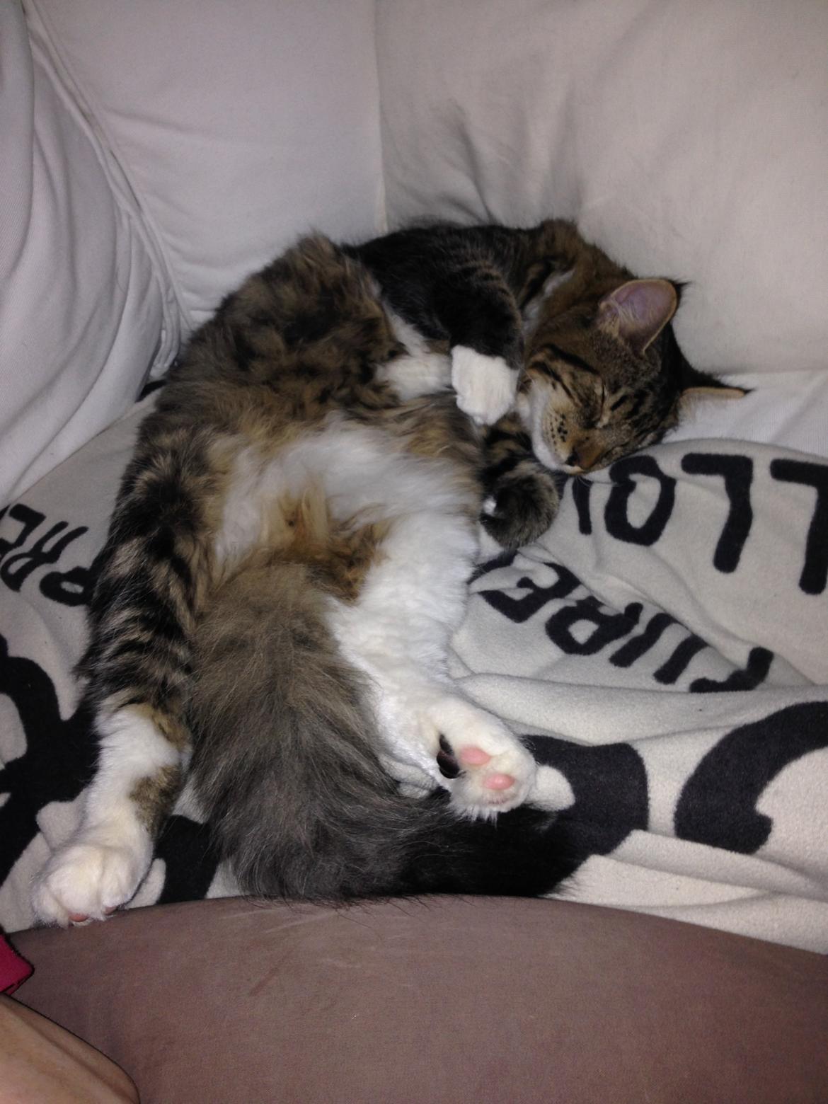 Blanding af racer Albert billede 11