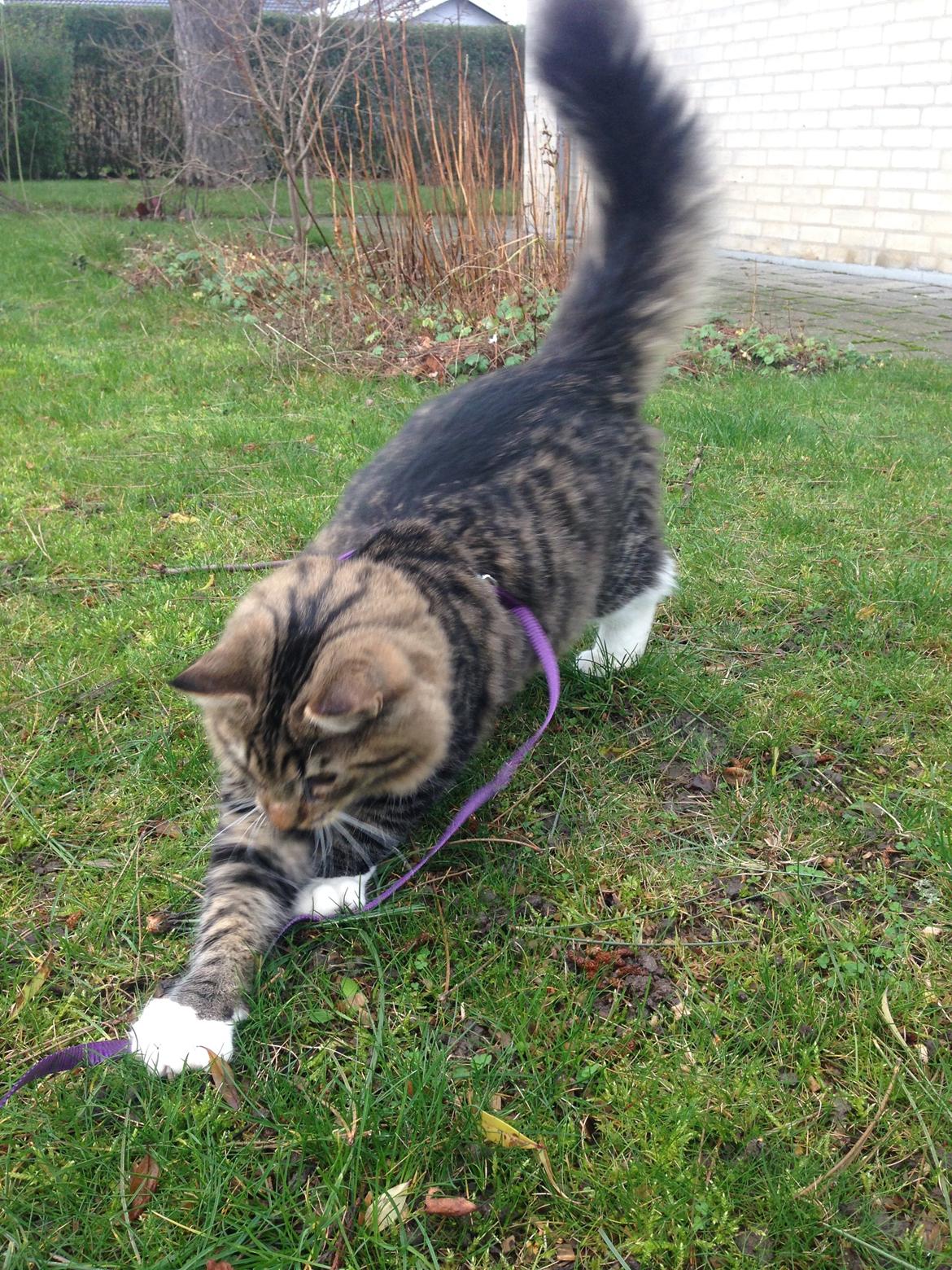 Blanding af racer Albert billede 17