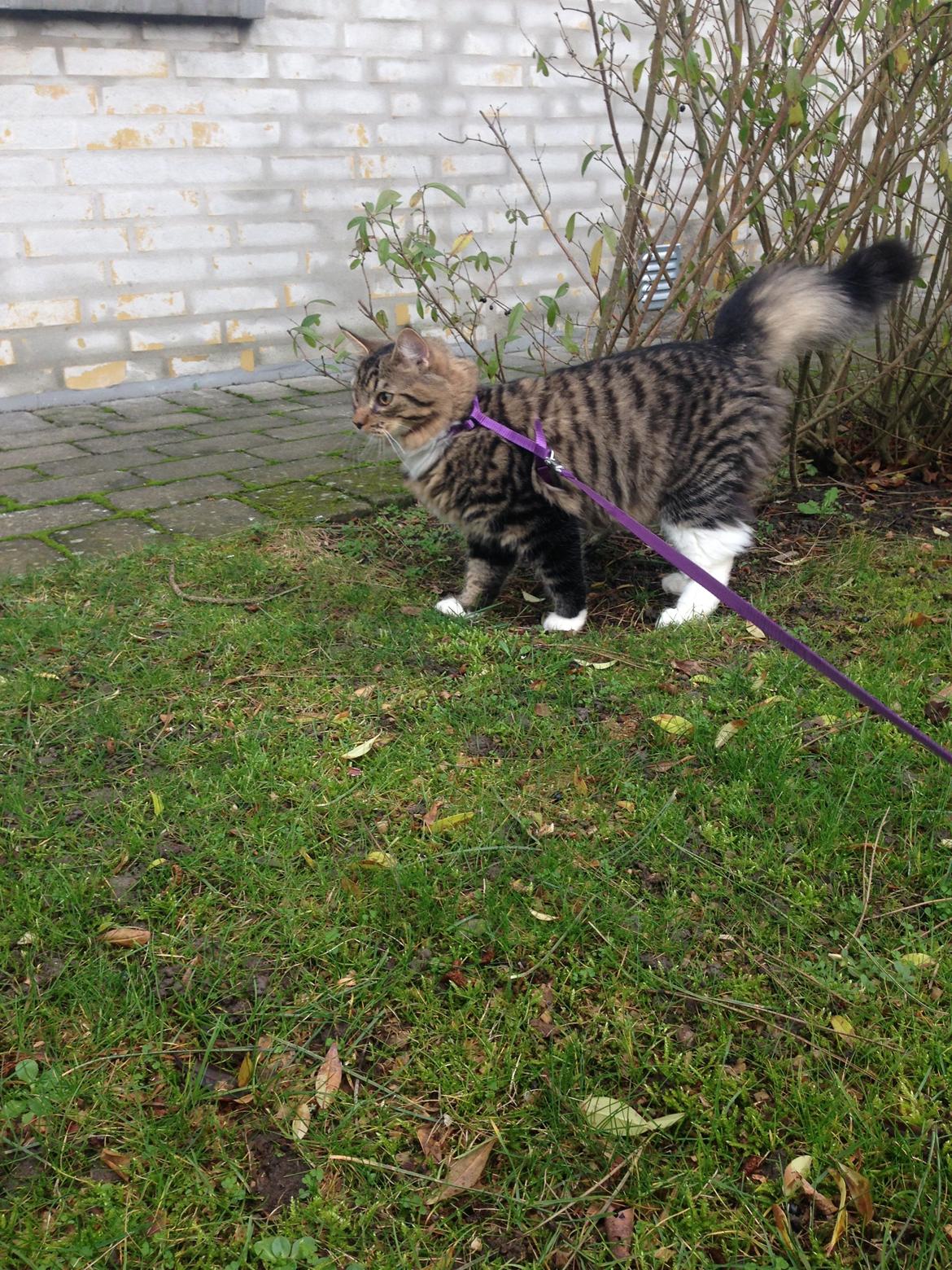 Blanding af racer Albert billede 18