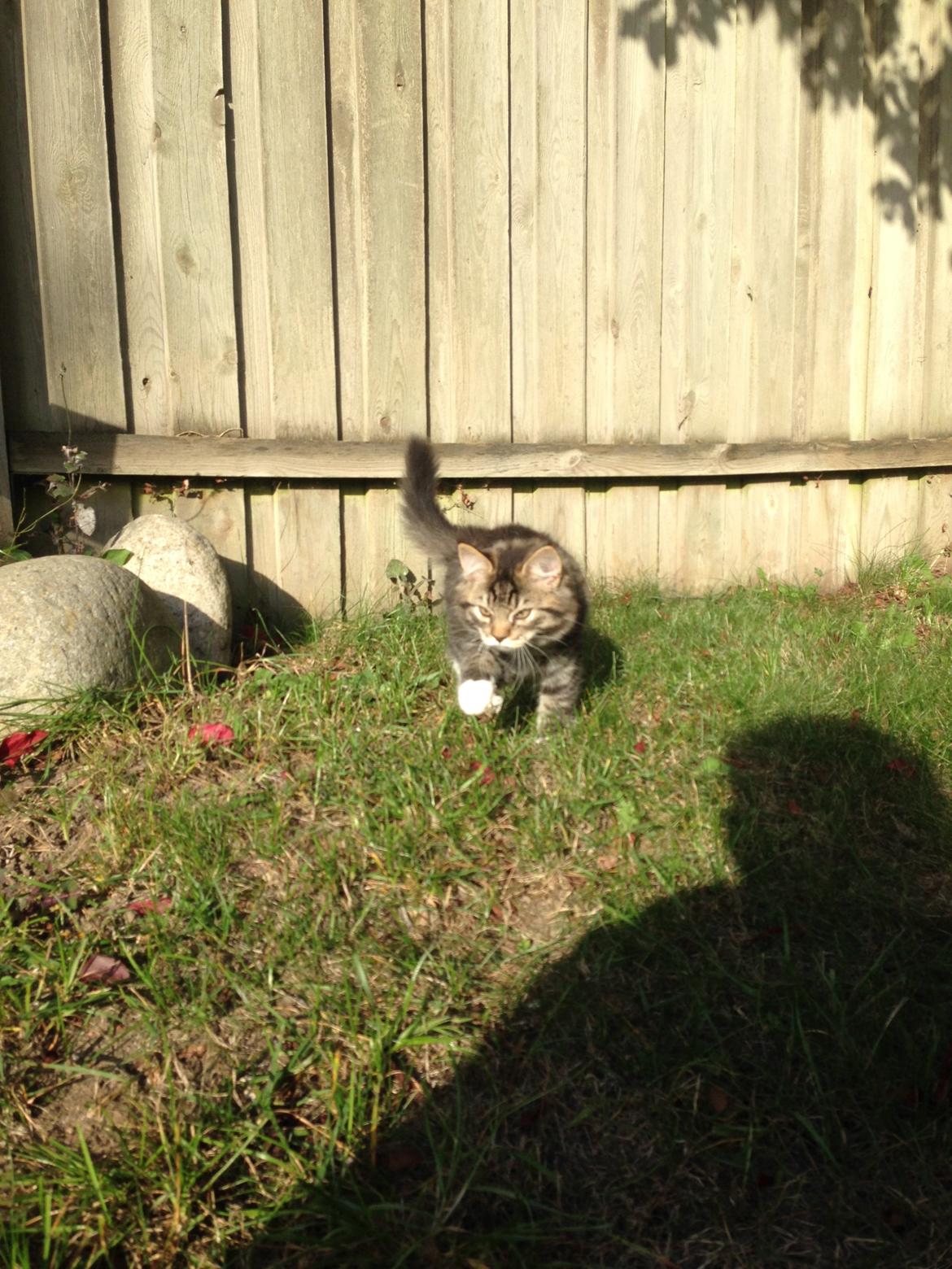 Blanding af racer Albert billede 20