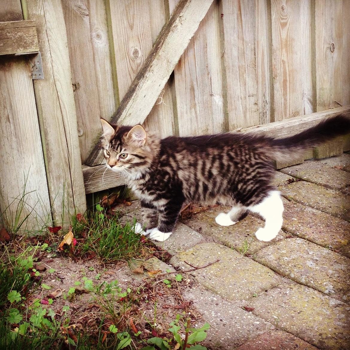 Blanding af racer Albert billede 22