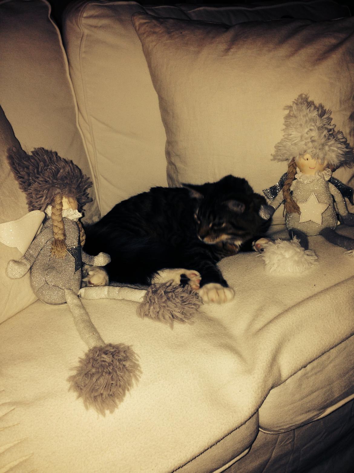 Blanding af racer Albert billede 9