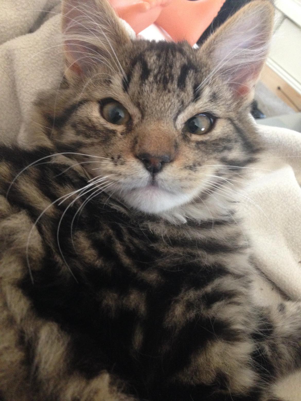 Blanding af racer Albert billede 27