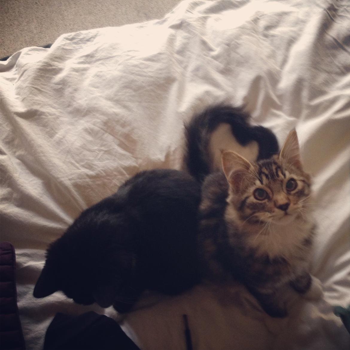 Blanding af racer Albert billede 28