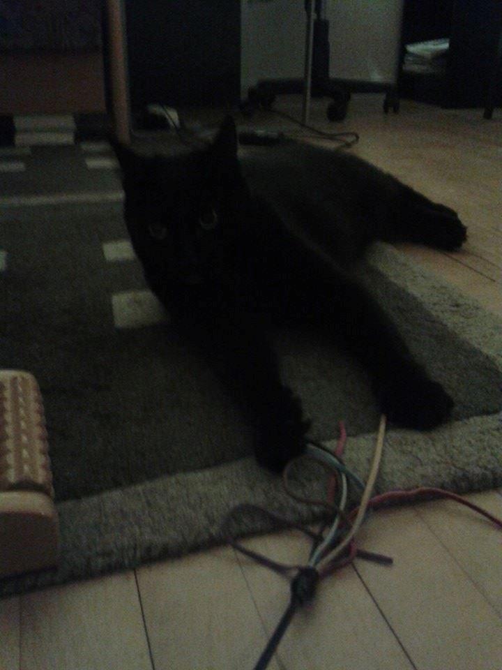 Huskat Emil billede 2