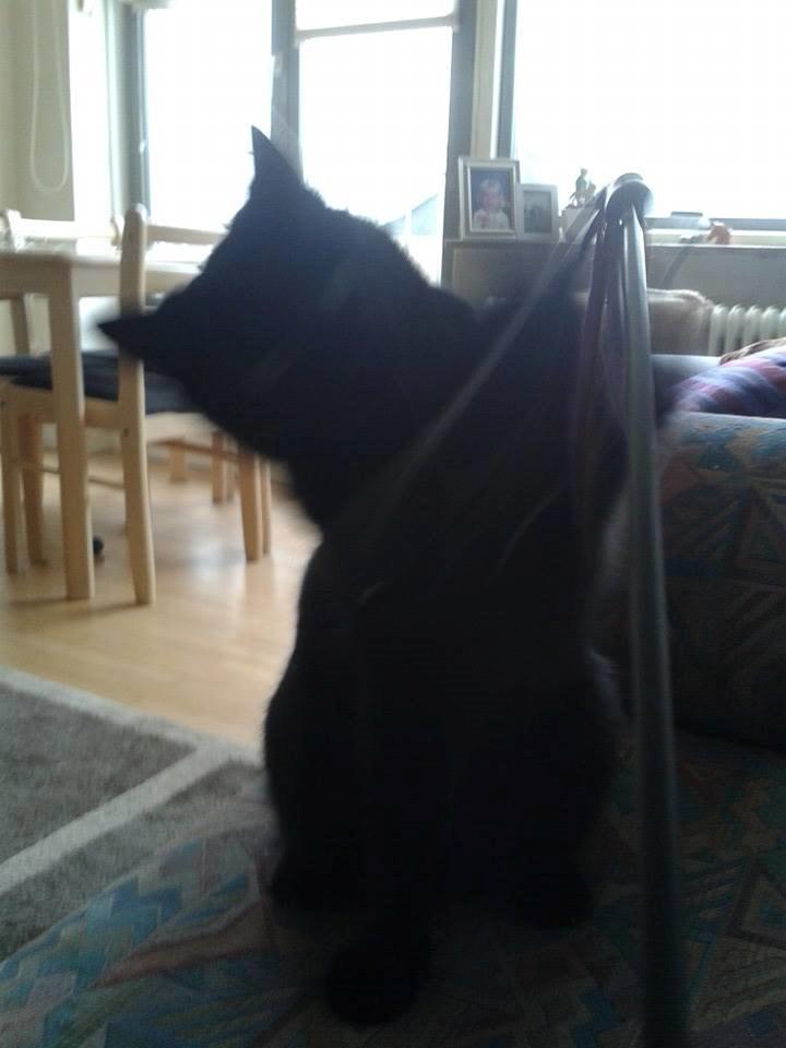 Huskat Emil billede 3