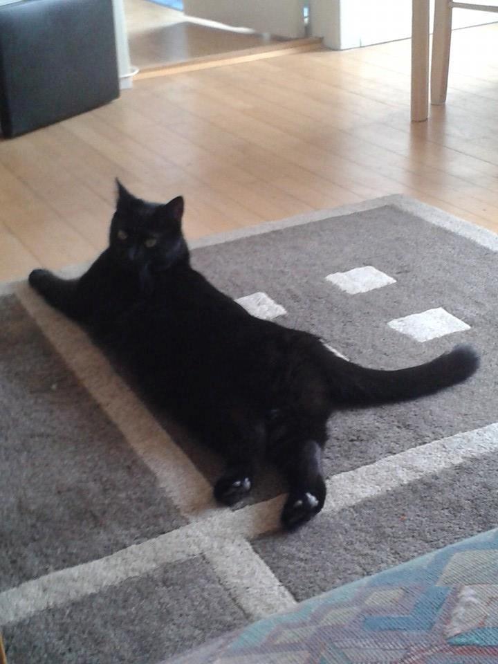 Huskat Emil billede 4