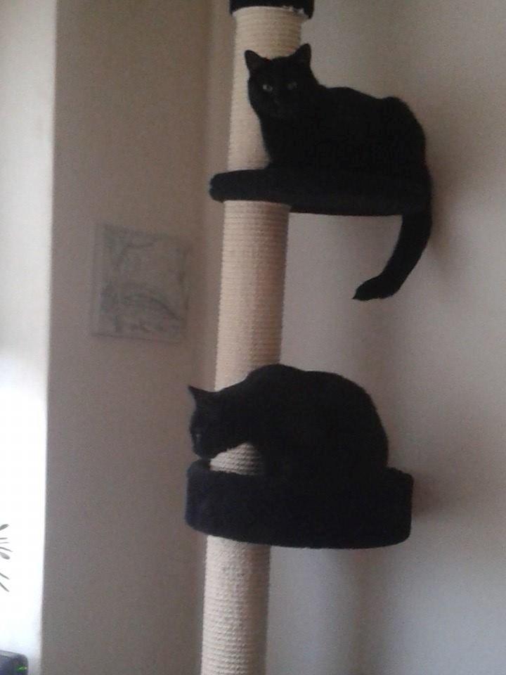 Huskat Emil - Her er både Basse og Emil. Basse ligger øverst og Emil sidder nedenunder søde misser billede 5