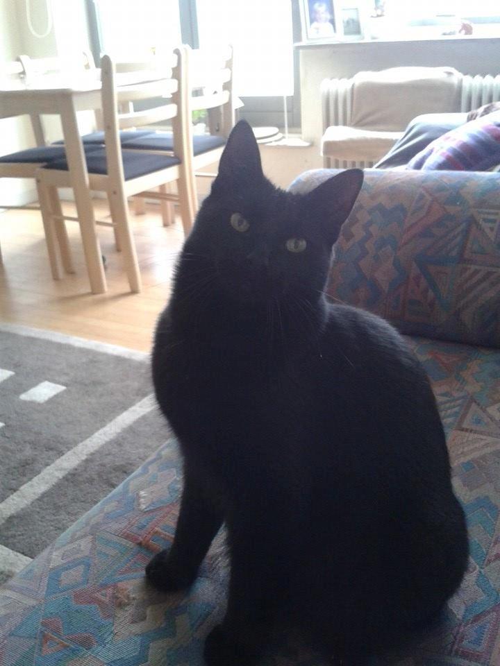 Huskat Emil billede 1