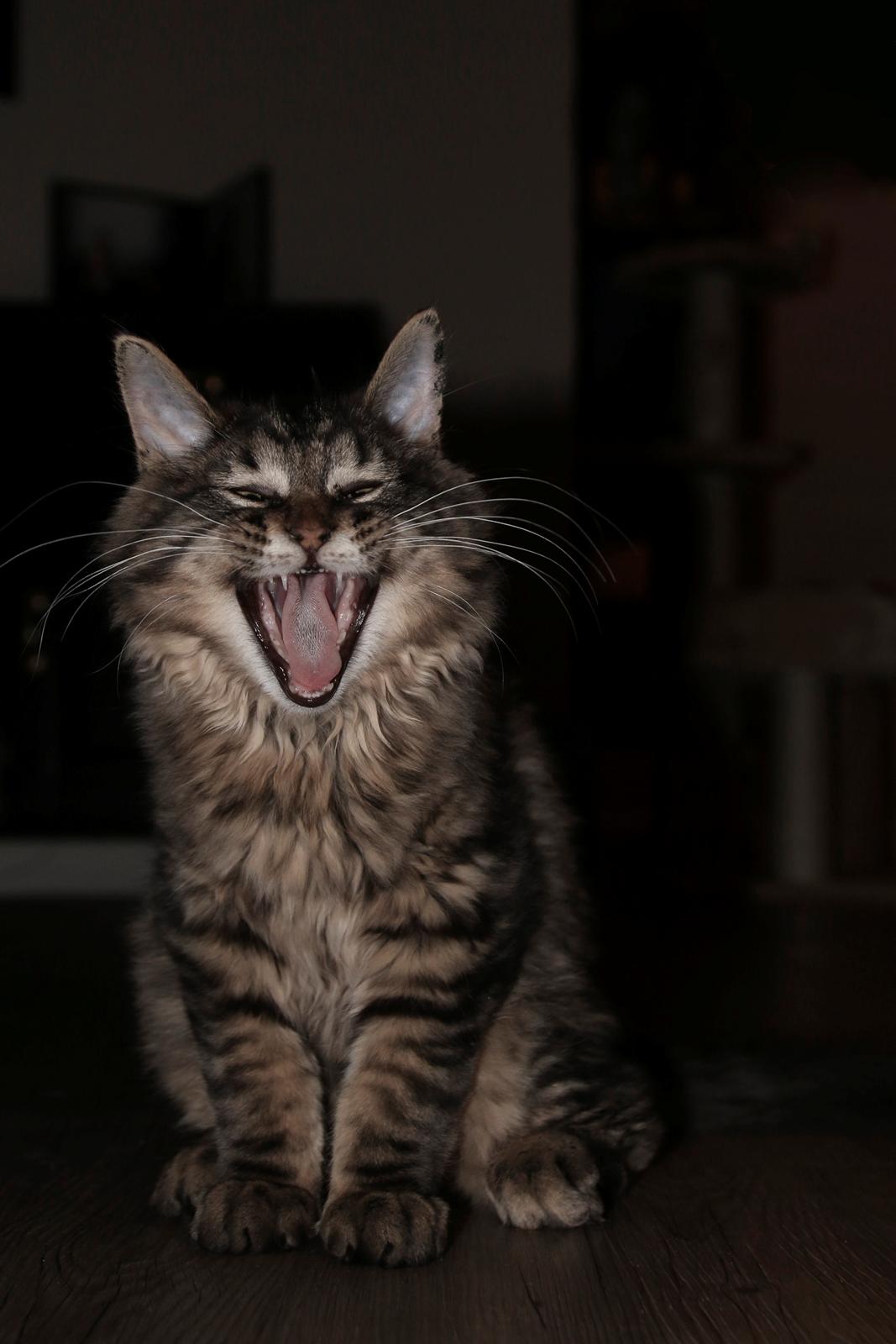 Maine Coon McAmigo billede 19