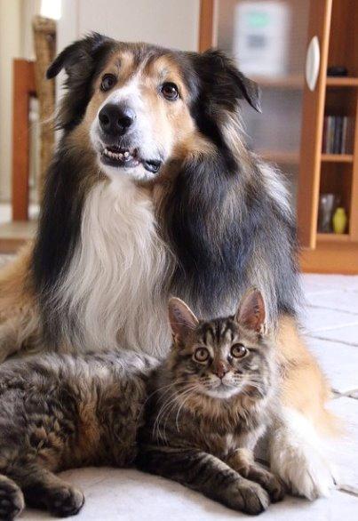 Maine Coon McAmigo billede 14