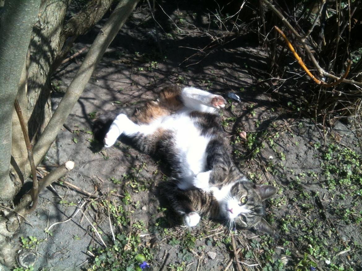 Huskat Mille billede 1