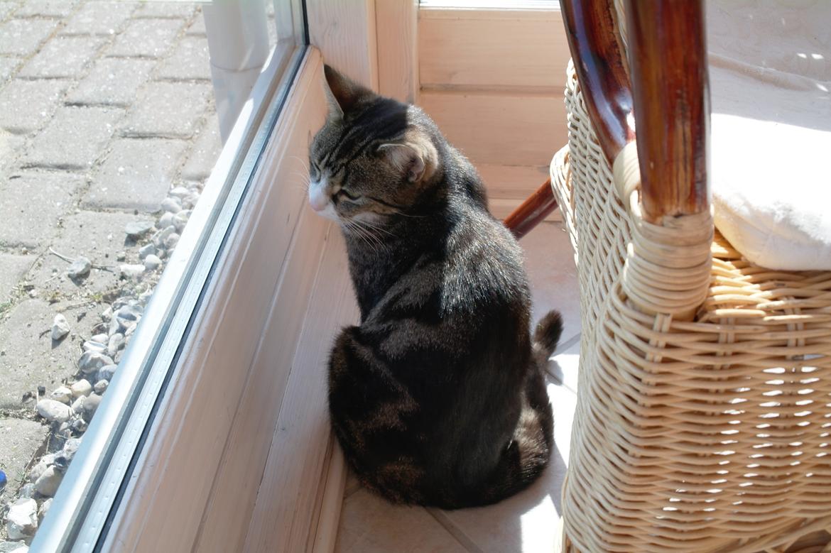 Huskat Mille billede 2