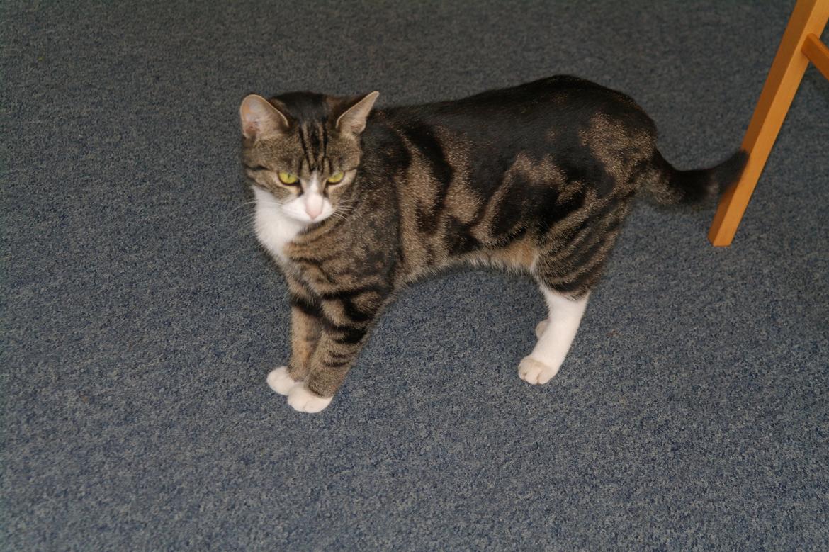 Huskat Mille billede 3