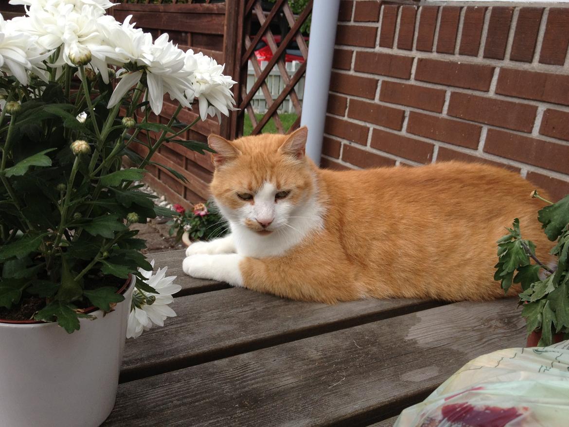 Huskat Mickey billede 1