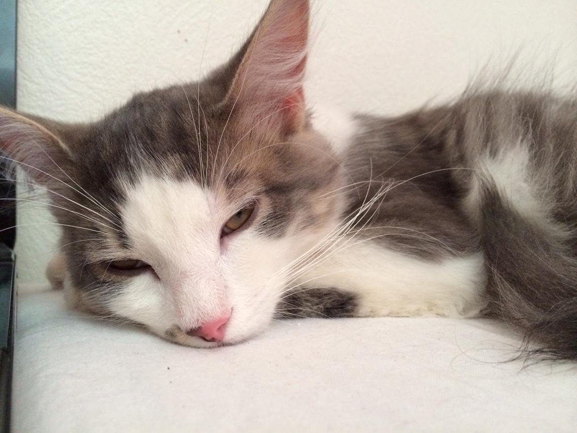 Blanding af racer Sofus billede 29