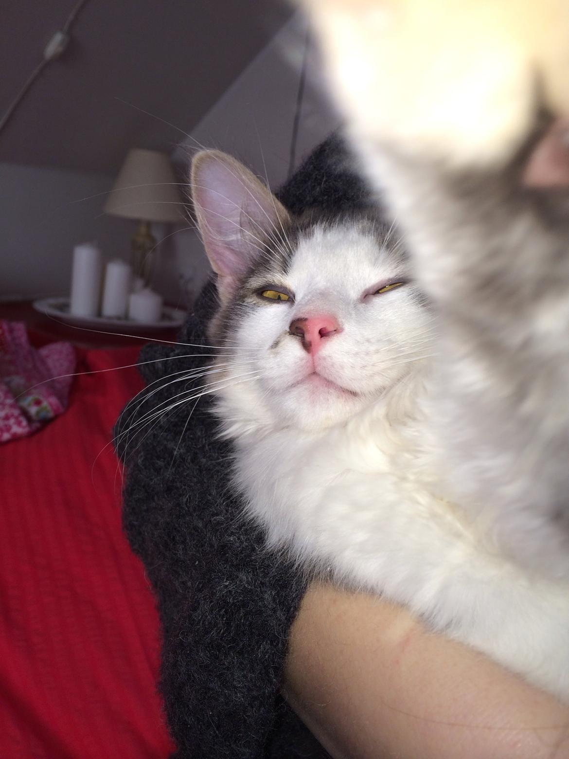 Blanding af racer Sofus billede 30