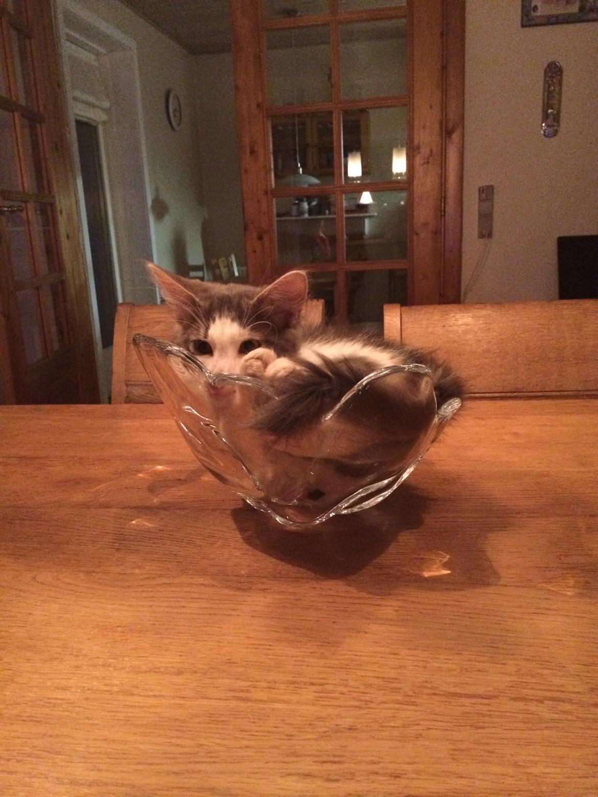 Blanding af racer Sofus billede 31