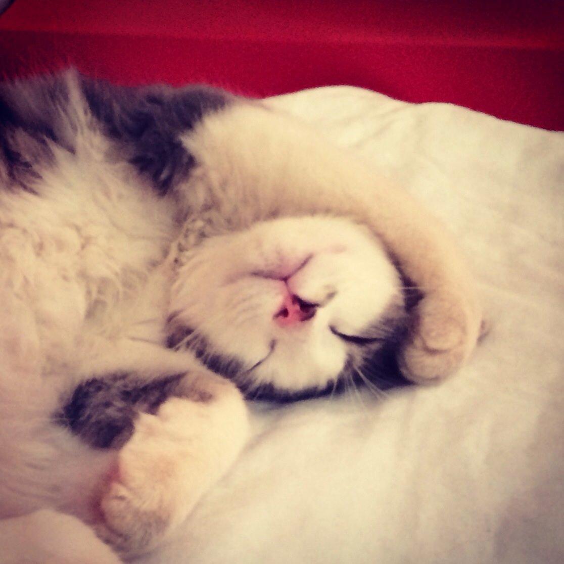 Blanding af racer Sofus billede 16