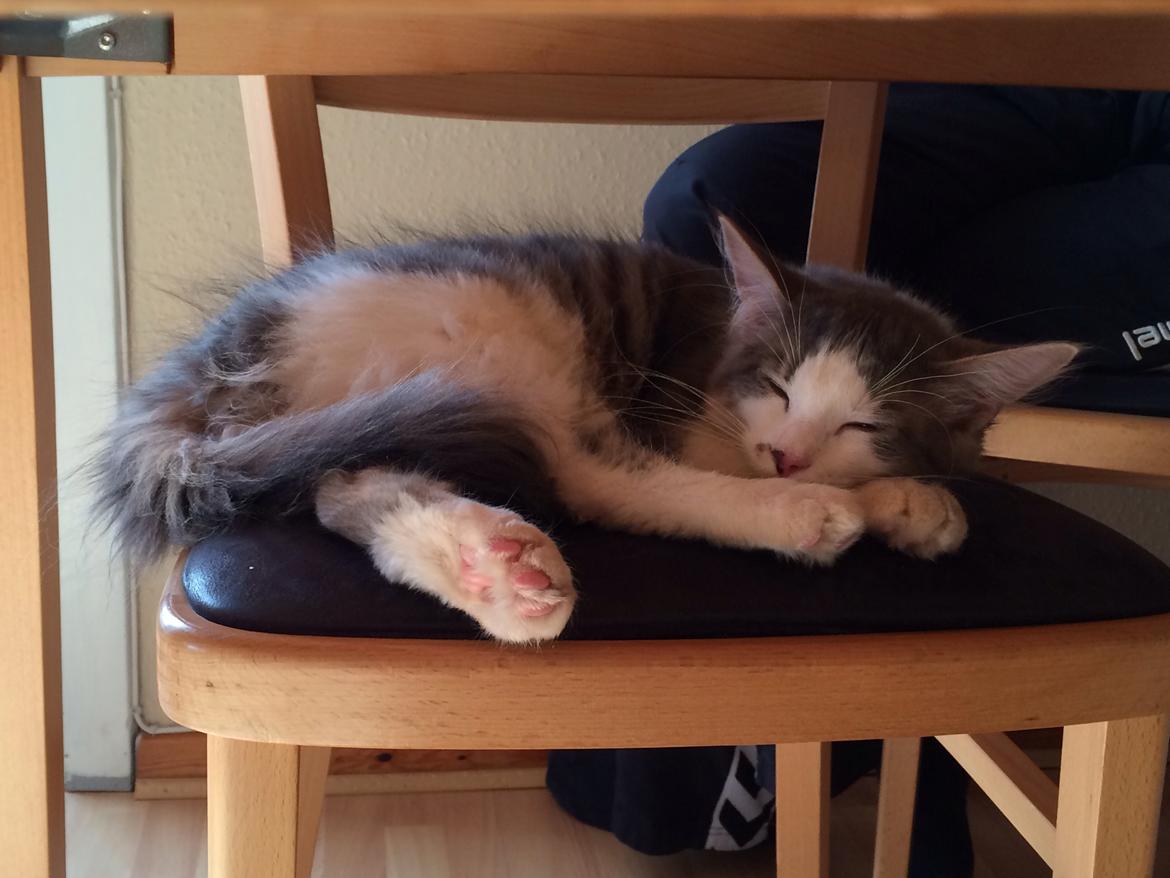 Blanding af racer Sofus billede 32