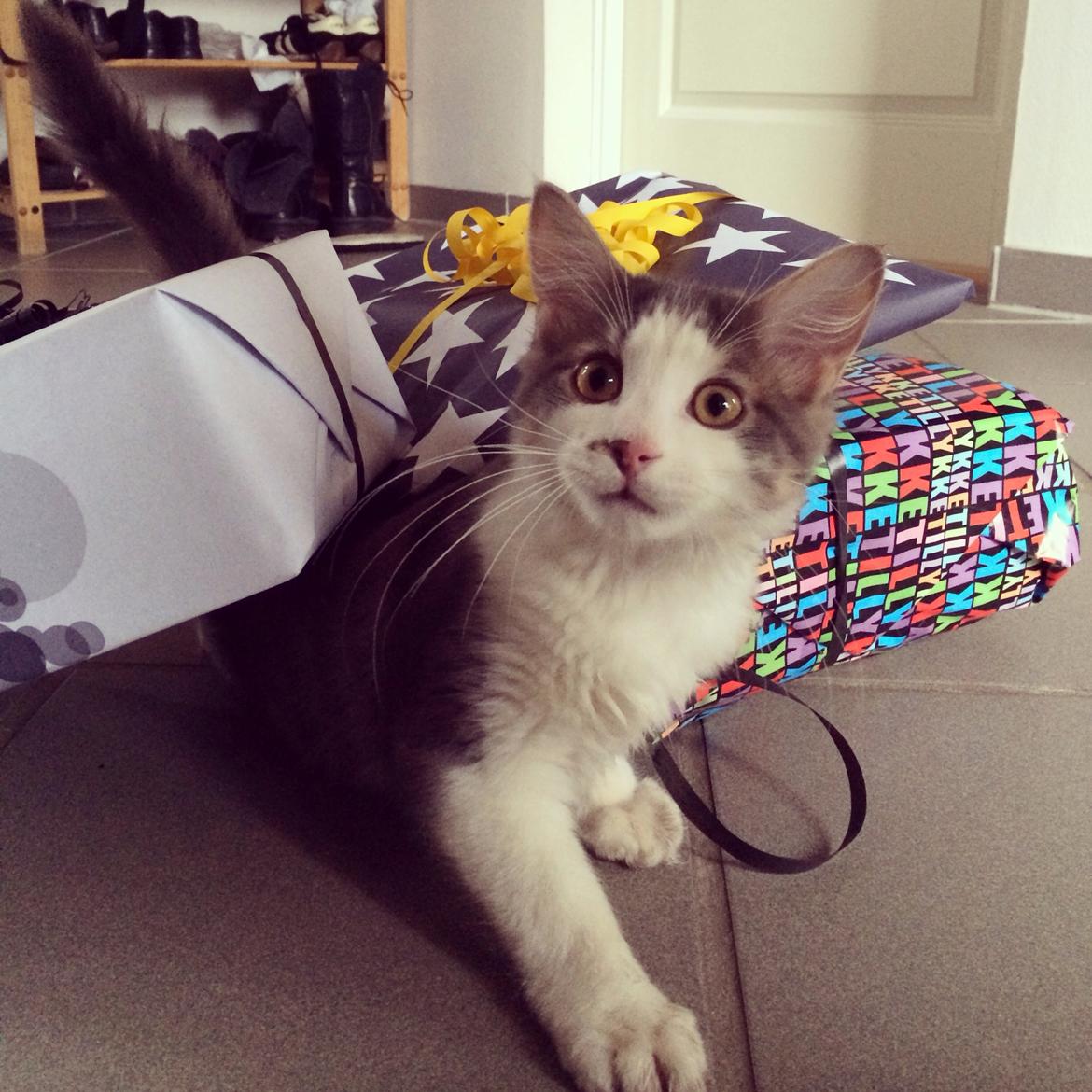 Blanding af racer Sofus billede 11