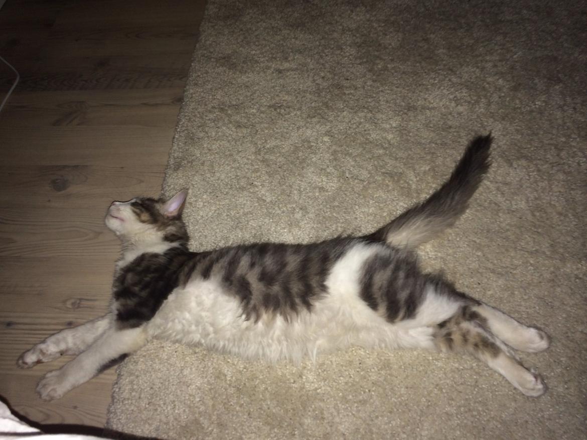 Blanding af racer Sofus billede 18