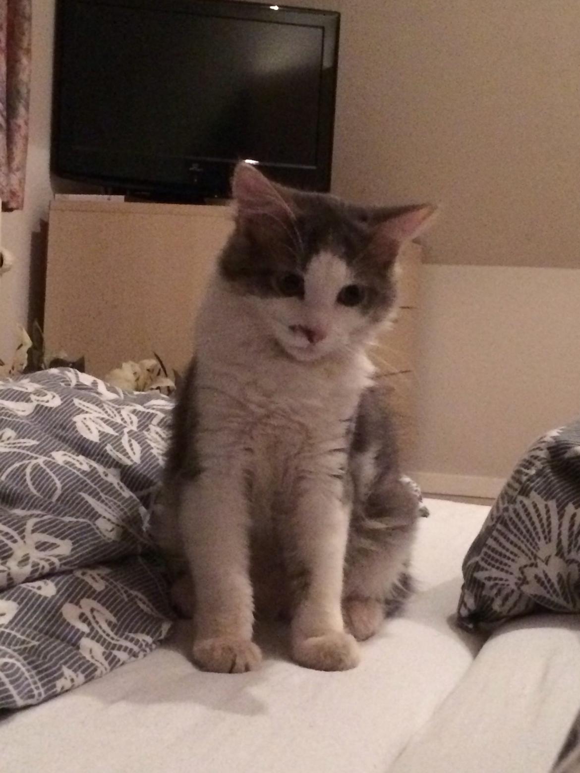 Blanding af racer Sofus billede 9