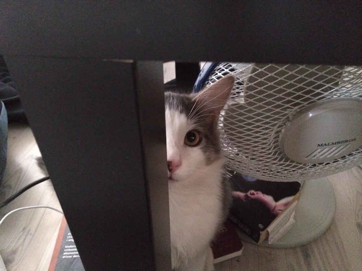 Blanding af racer Sofus billede 14