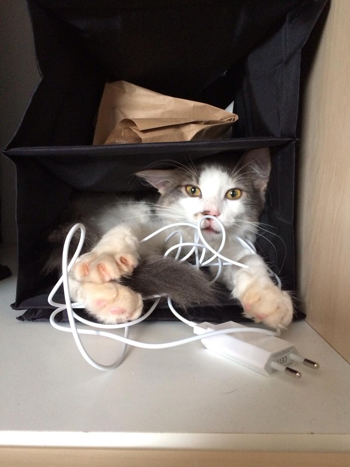 Blanding af racer Sofus billede 33