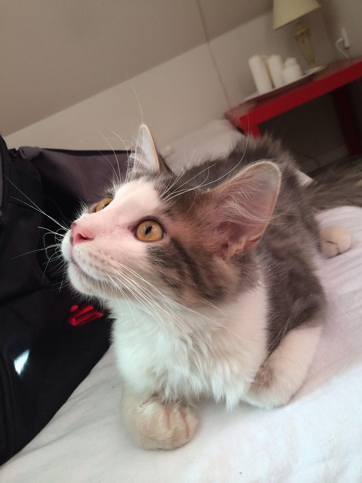 Blanding af racer Sofus billede 34