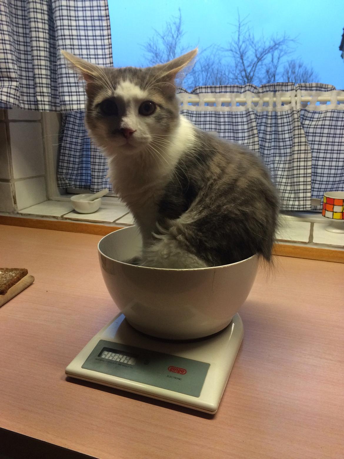 Blanding af racer Sofus billede 17