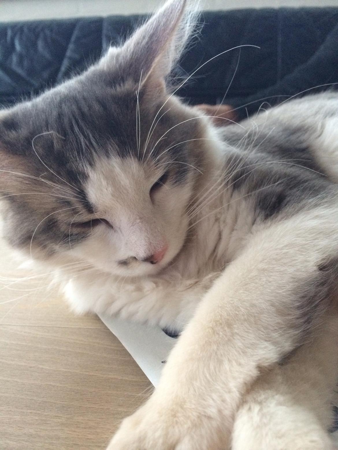 Blanding af racer Sofus billede 35