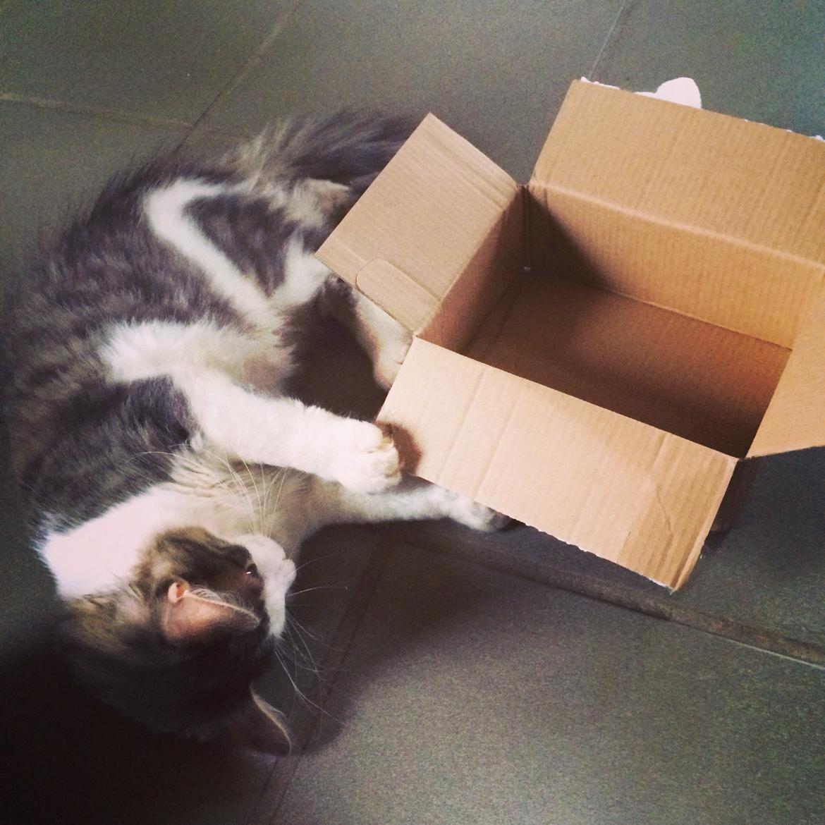 Blanding af racer Sofus billede 15