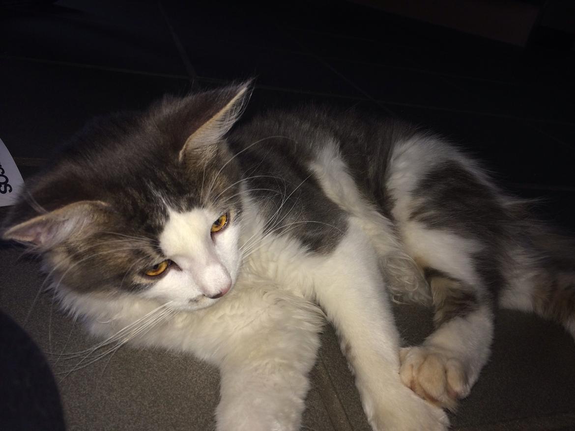 Blanding af racer Sofus billede 36